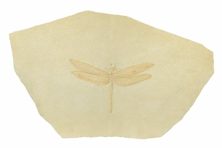 Huge, Fossil Dragonfly (Aeschnogomphus) - Solnhofen Limestone #240228